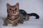 Американская короткошёрстная кошка. Американский водяной спаниель